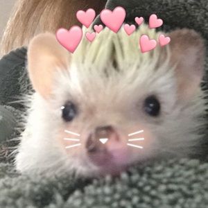 Meet your Posher, Madison